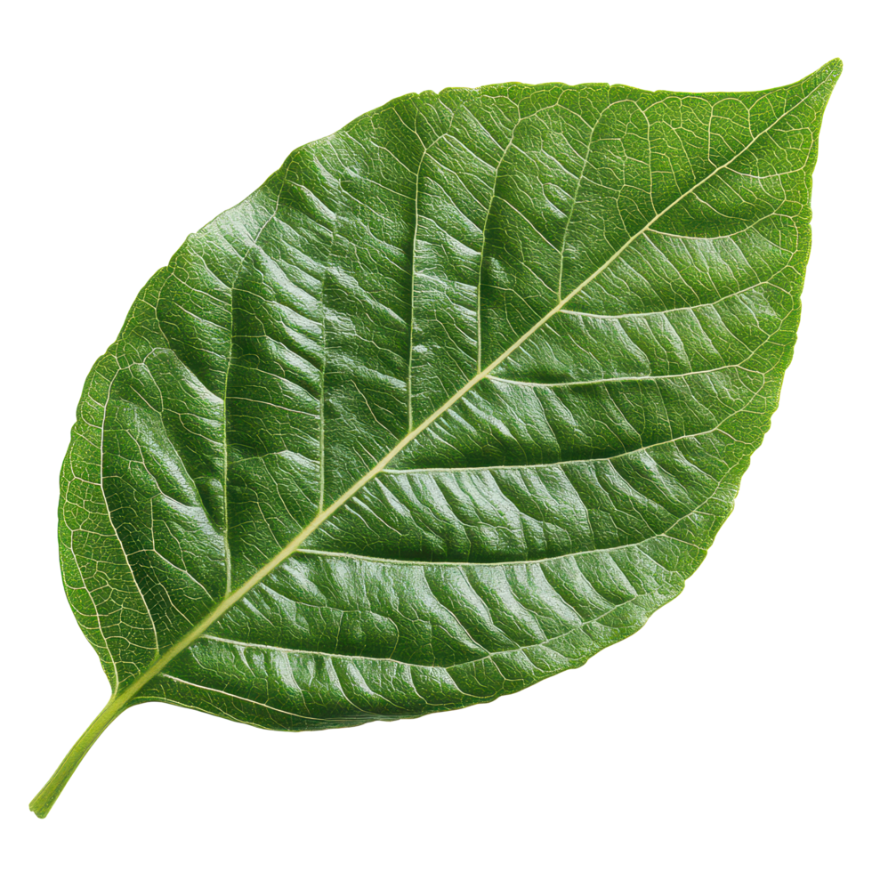 Vibrant green leaf isolated against a transparent background, showcasing intricate textures and patterns, A green leaves isolated on a transparent or isolated on transparent background png
