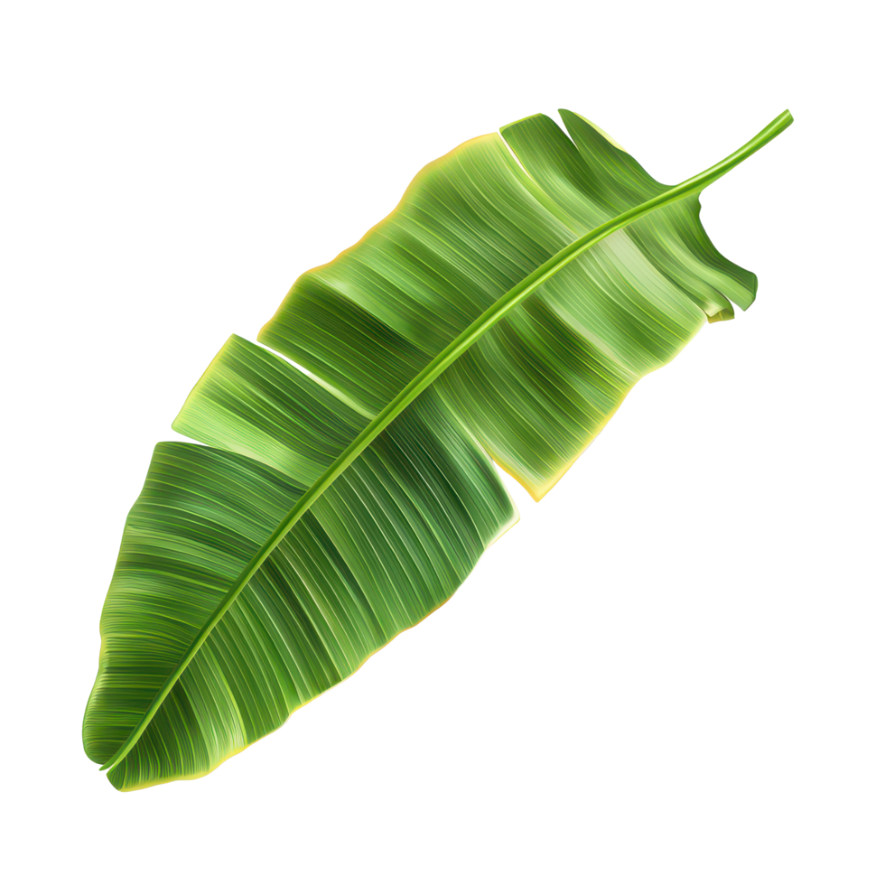 A vibrant green banana leaf showcasing its rich texture and natural curves against a transparent background, Banana Leafisolated on transparent background png