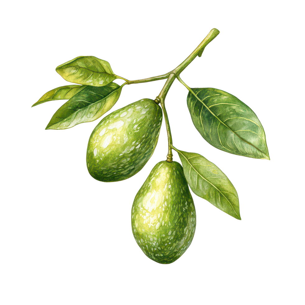 Realistic botanical illustration of avocados and leaves on a transparent background, Avocado Botanical realistic on transparent background png
