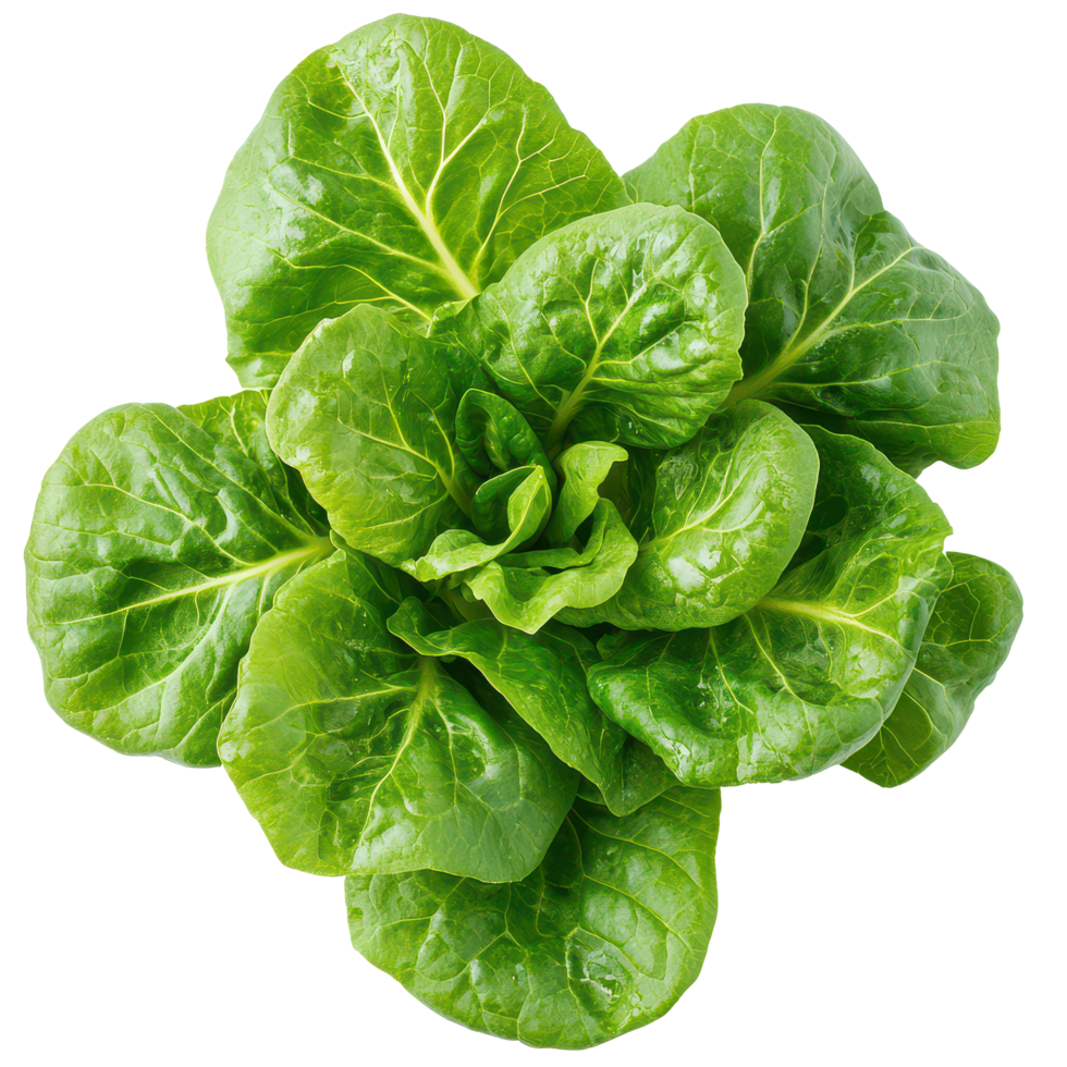 Fresh baby cos lettuce with vibrant green leaves arranged on a clean transparent background in a natural light setting, Baby cos lettuce on transparent background png