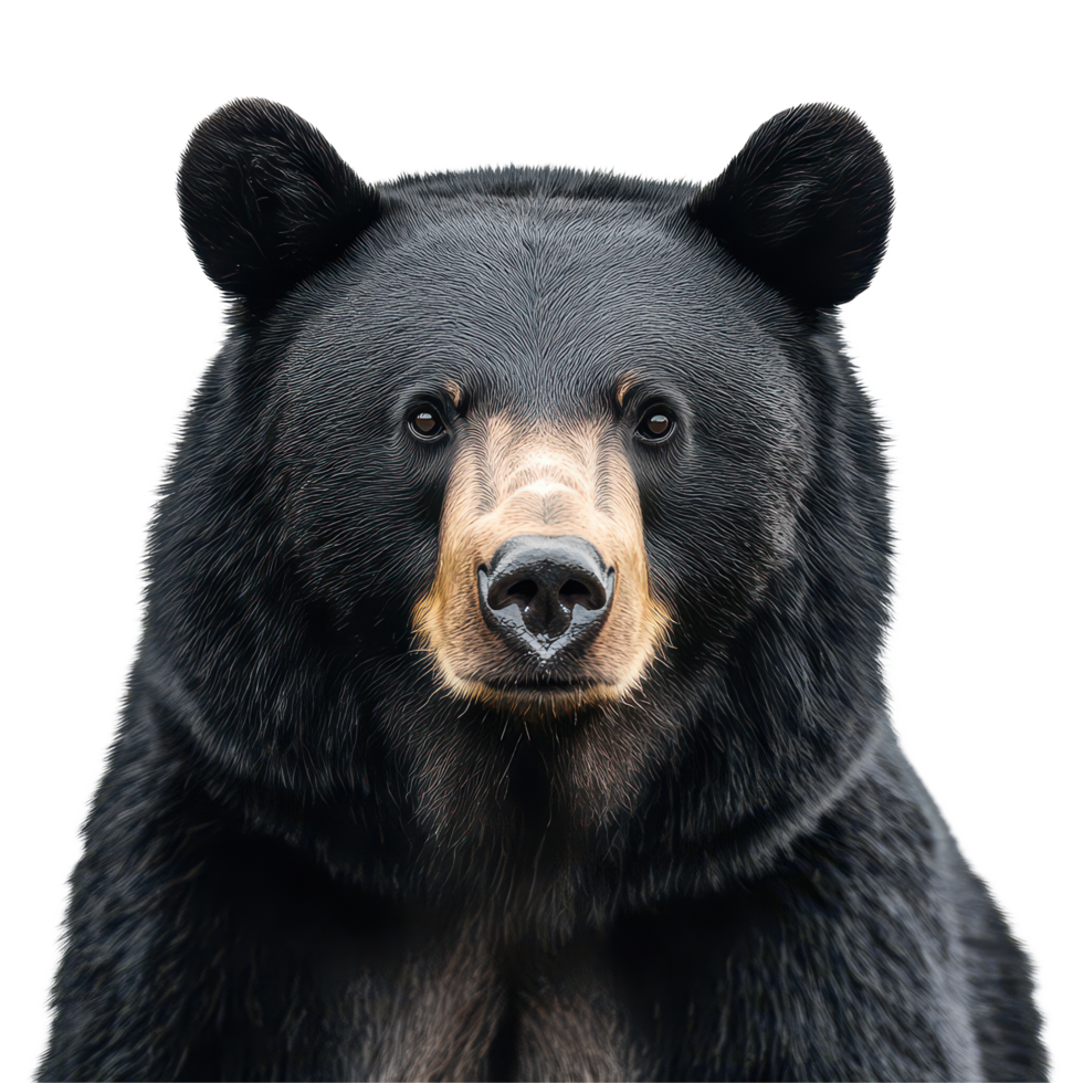 Black American bear displaying its distinctive features against a plain transparent background, Black American Bear on transparent background png