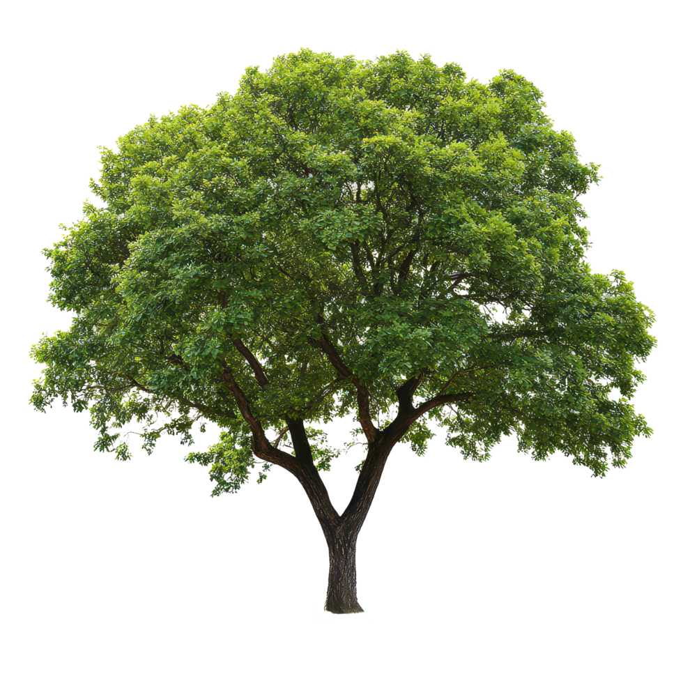A large green tree with a thick trunk stands out against a transparent background, showcasing its lush foliage, Big tree picture isolated on transparent background png
