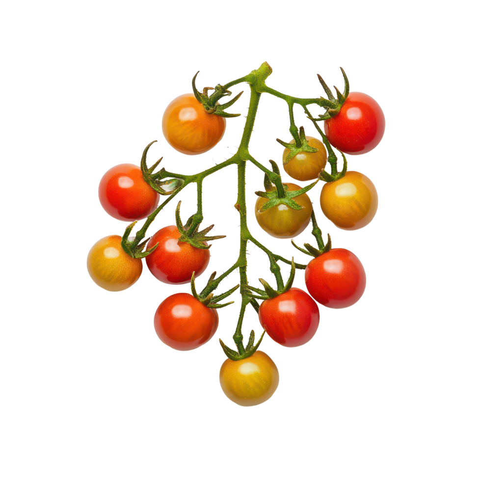 Fresh cherry tomatoes clustered on a green vine against a clean, transparent background in natural light, A cherry tomatoes displayed against a transparent background png
