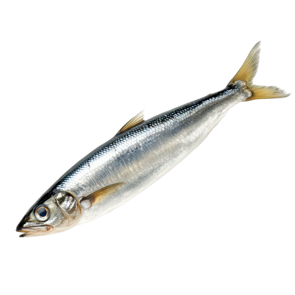 Baltic herring fish isolated on a transparent background showcasing its silver scales and distinct features, Baltic herring fishisolated on transparent background Fresh fish object png