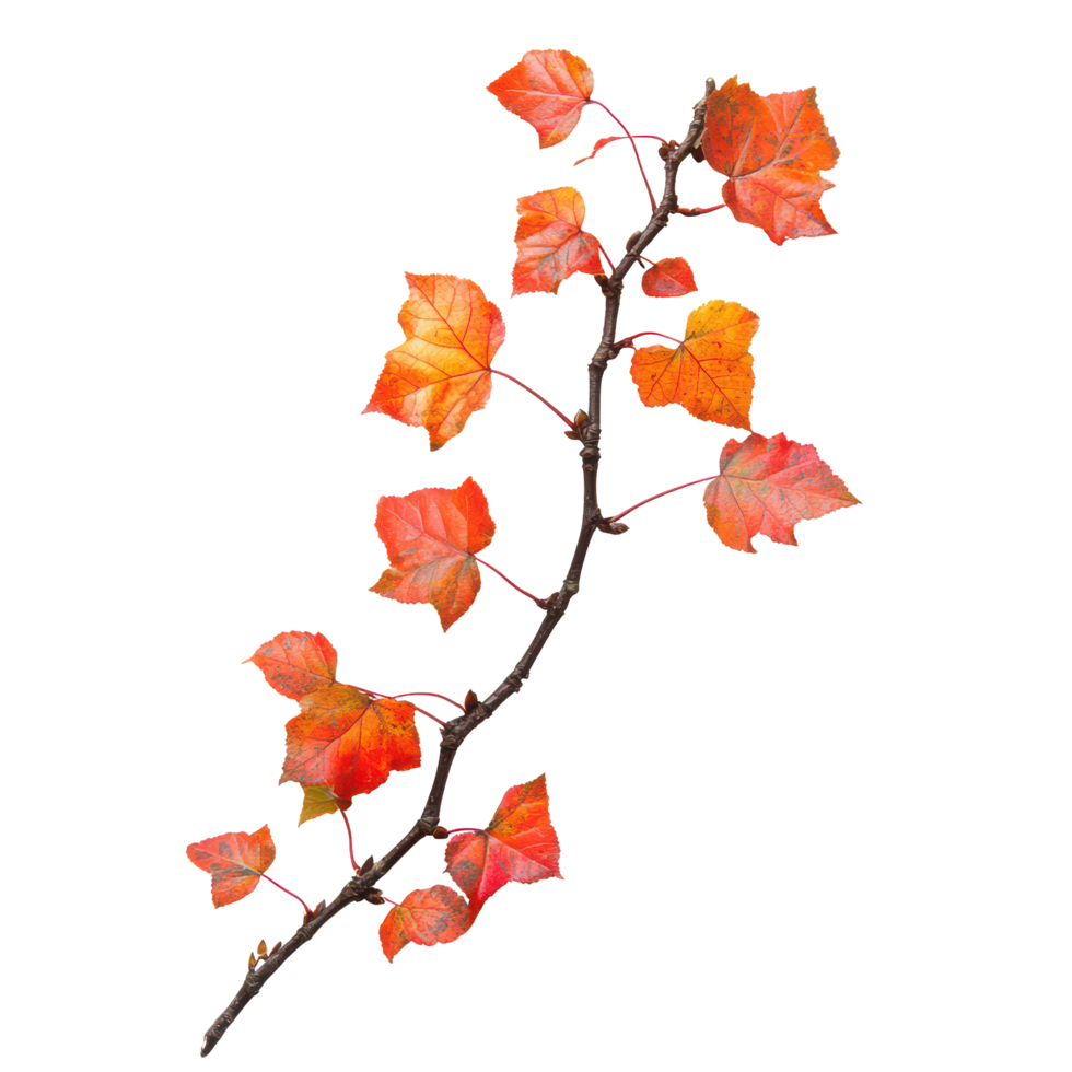 A vibrant autumnal branch with orange and red leaves isolated on a clean transparent background, Autumnal branch isolated on transparent background png