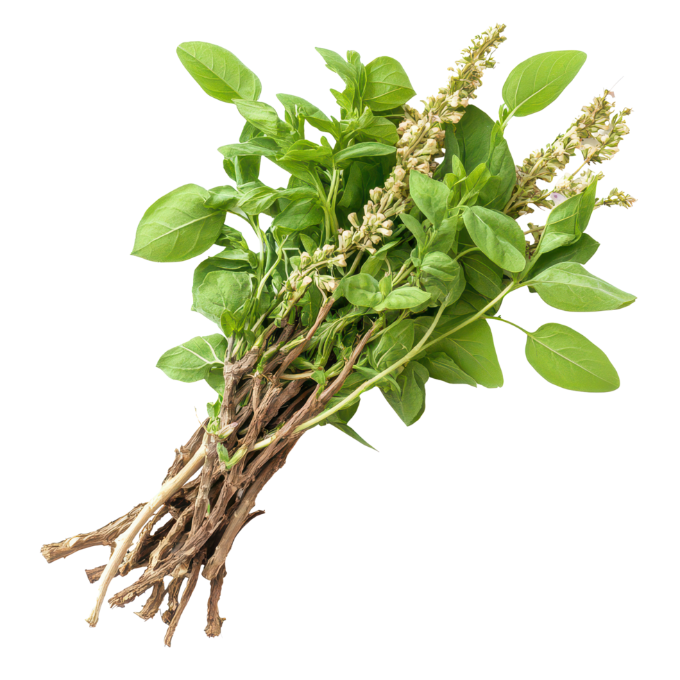 Fresh Tiliacora triandra herb displayed with green leaves and flowering stems on a surface, Baiyanang Thai name Tiliacora triandra Thai herb full depth of field on transparent background png