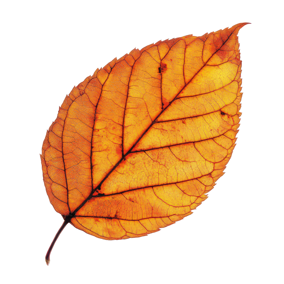 Autumn leaf with vibrant orange hues set against a clean transparent background, showcasing nature's beauty in fall, Autumn leaf isolated on transparent background png