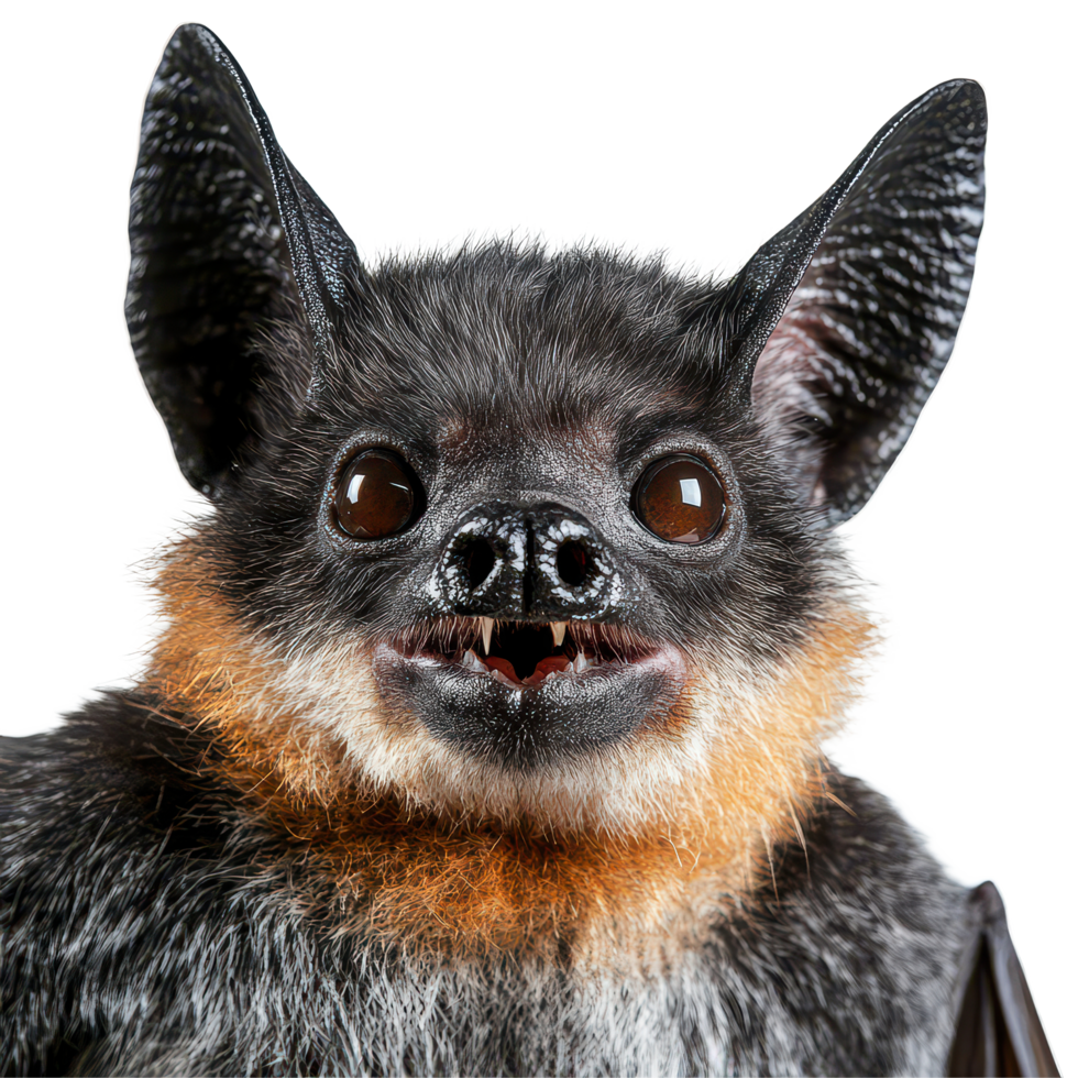 The focus is on a bat's face, highlighting its unique features, textures, and colors, bat face shot isolated on transparent background png