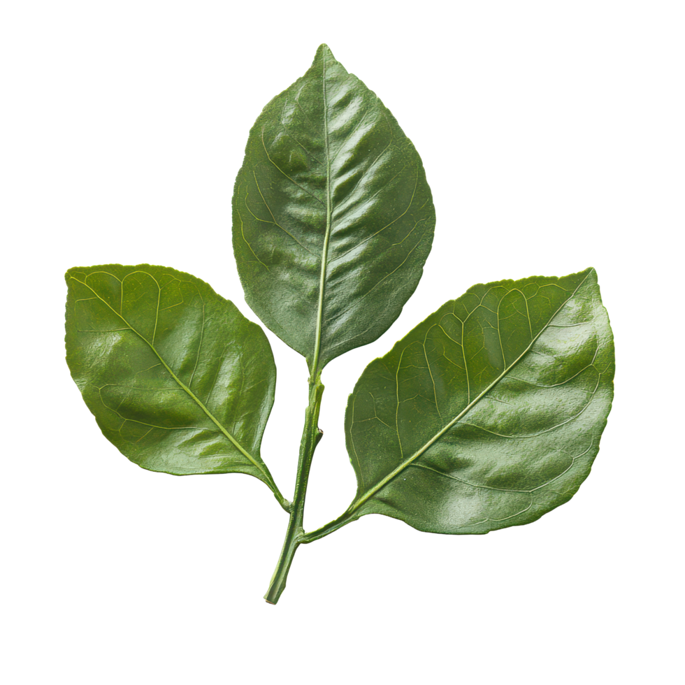 Fresh bergamot leaf isolated on a transparent background showcases its vibrant green color and unique texture, Bergamot leaf isolated on transparent background png