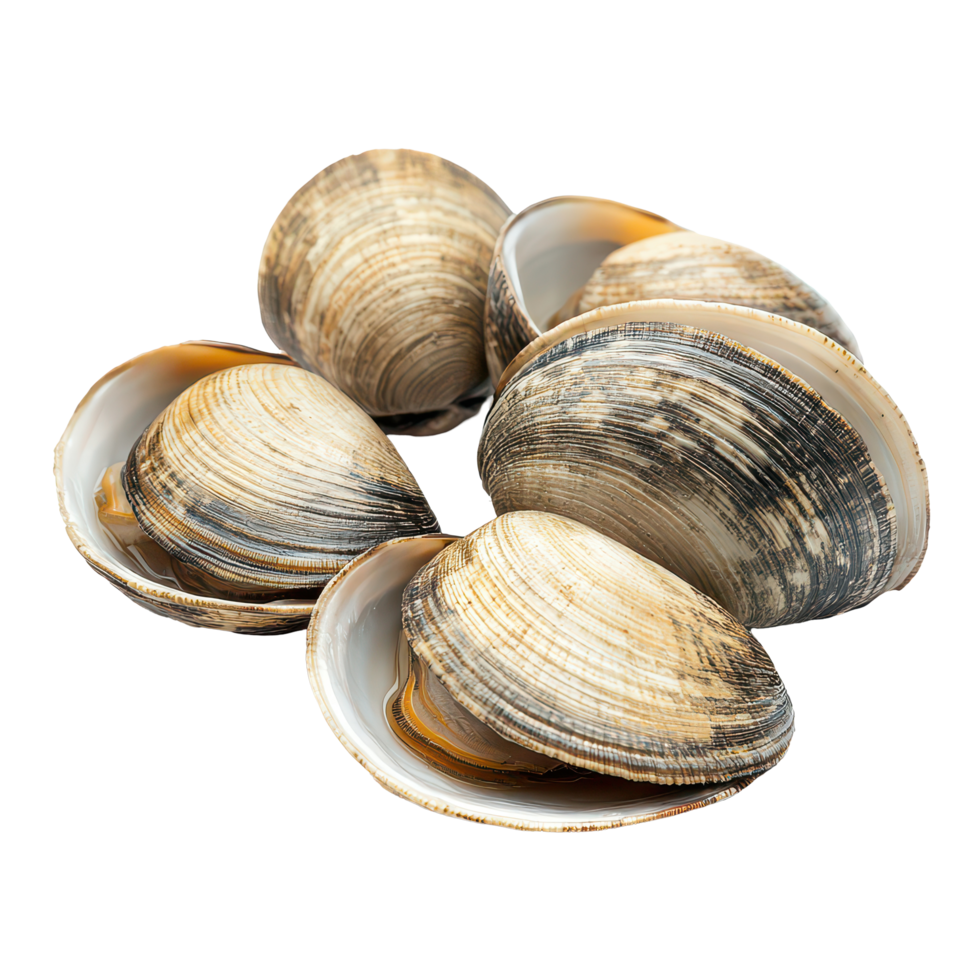 Asari clams isolated on a transparent background showcasing their unique textures and colors, Asari clams isolated on transparent background png
