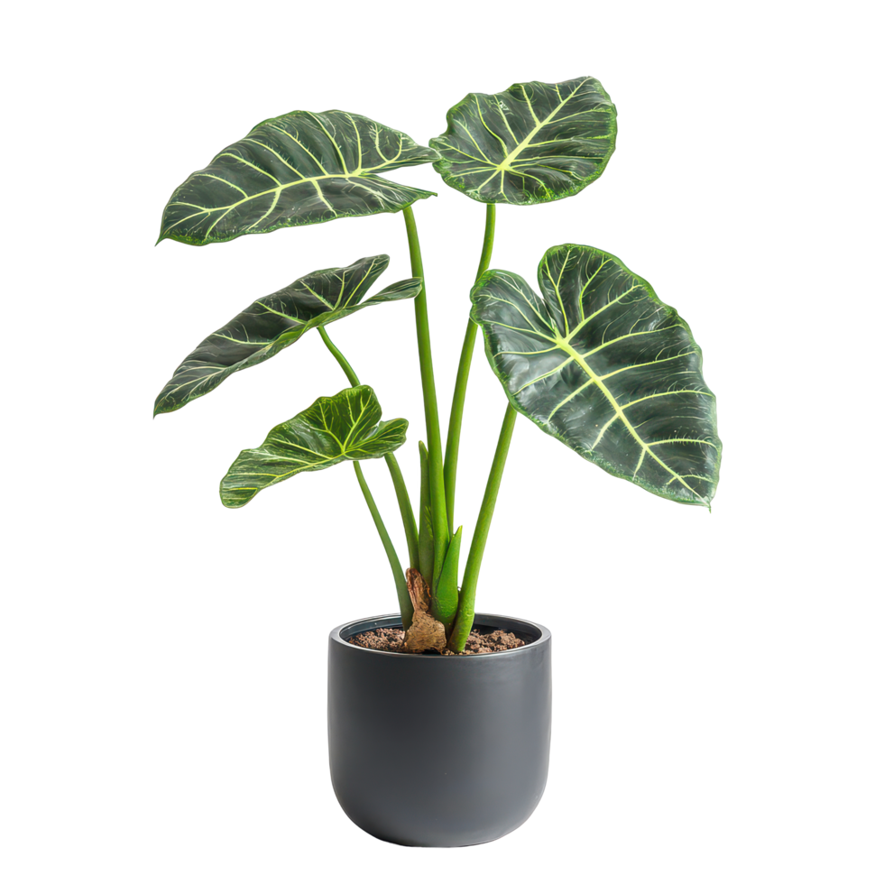 Alocasia plant in a ceramic pot showcasing its lush green leaves against a transparent background, Alocasia plant displayed in ceramic potisolated on solid transparent background png