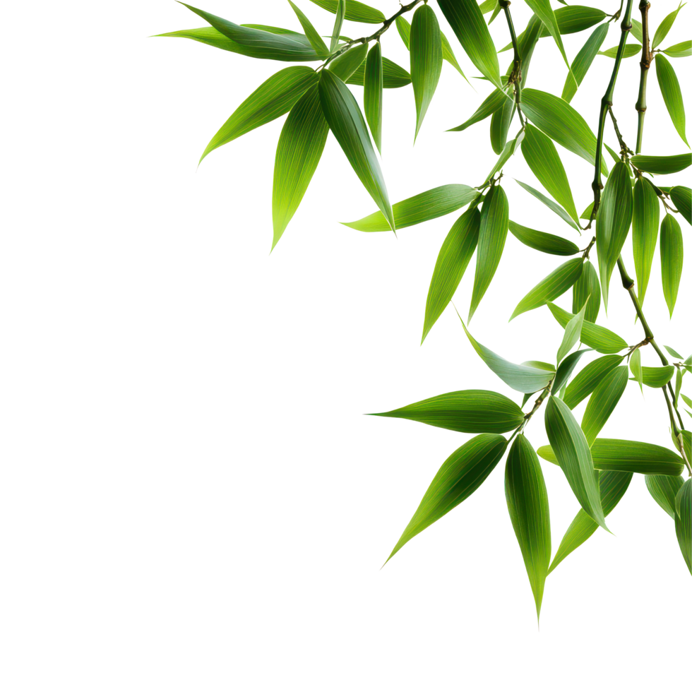 Fresh bamboo leaves elegantly arranged against a clean transparent background showcasing nature's beauty and simplicity, bamboo leaves isolated on transparent backgroundbackground png