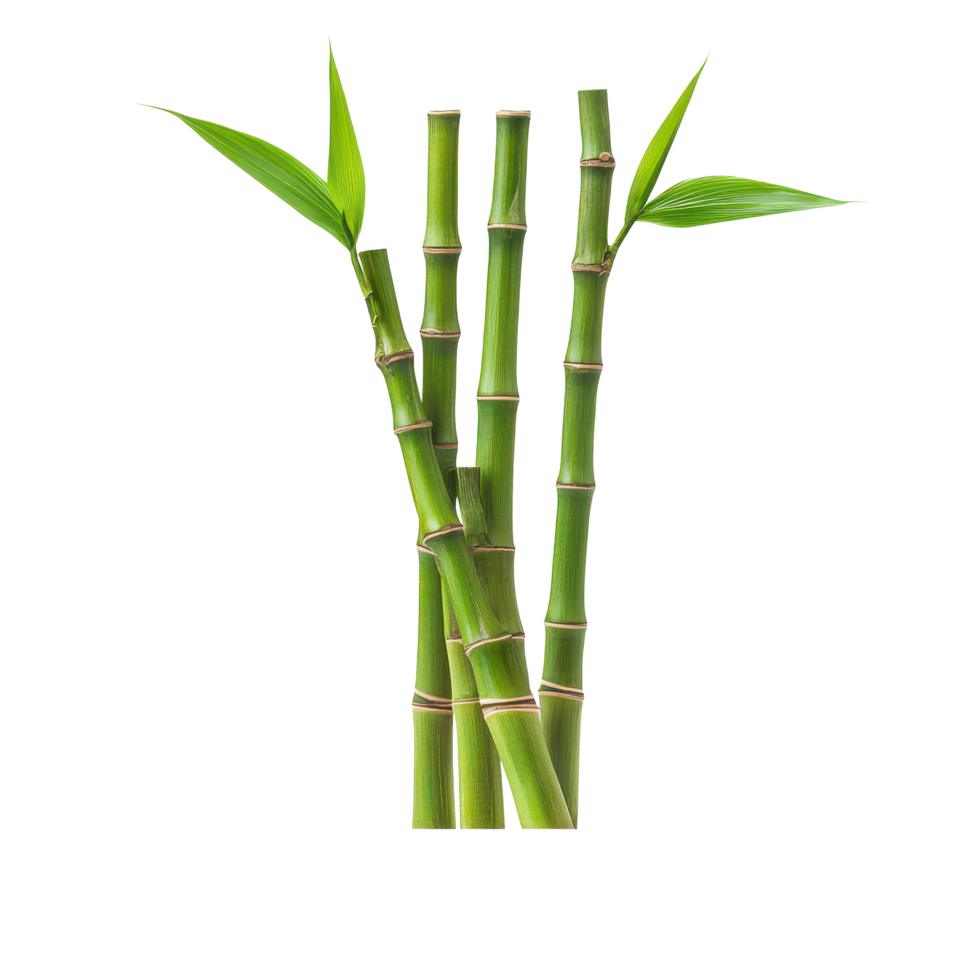 Fresh bamboo shoots displayed on a plate isolated against a clean transparent background for culinary presentation, Bamboo shoot in a plateisolated on transparent background png