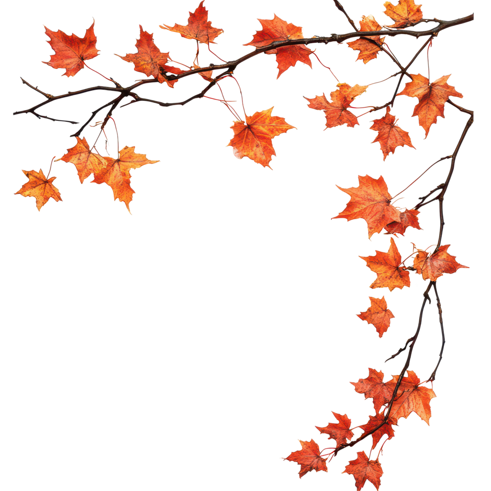 Autumn maple branch with vibrant red and orange leaves against a clean transparent background, autumn maple branch leaves corner edge transparent background png