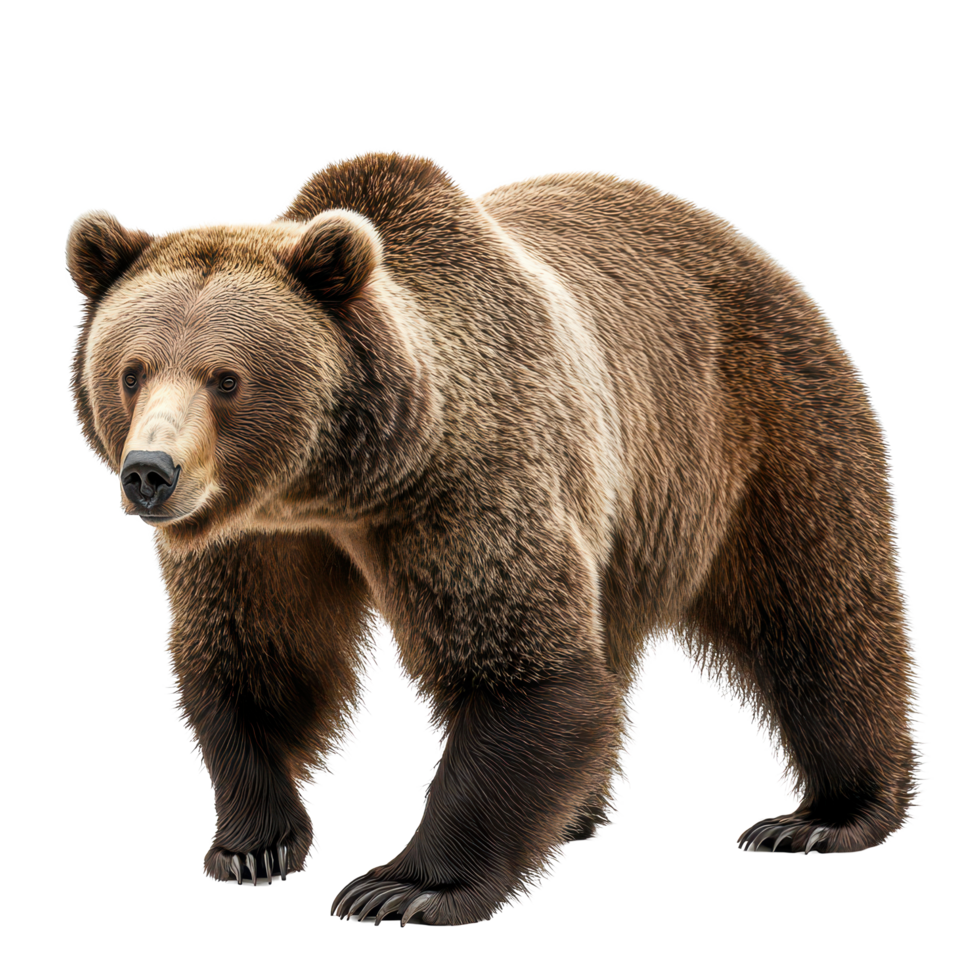A detailed view of a bear standing on a transparent background, showcasing its distinctive fur and posture, Bear on transparent background png