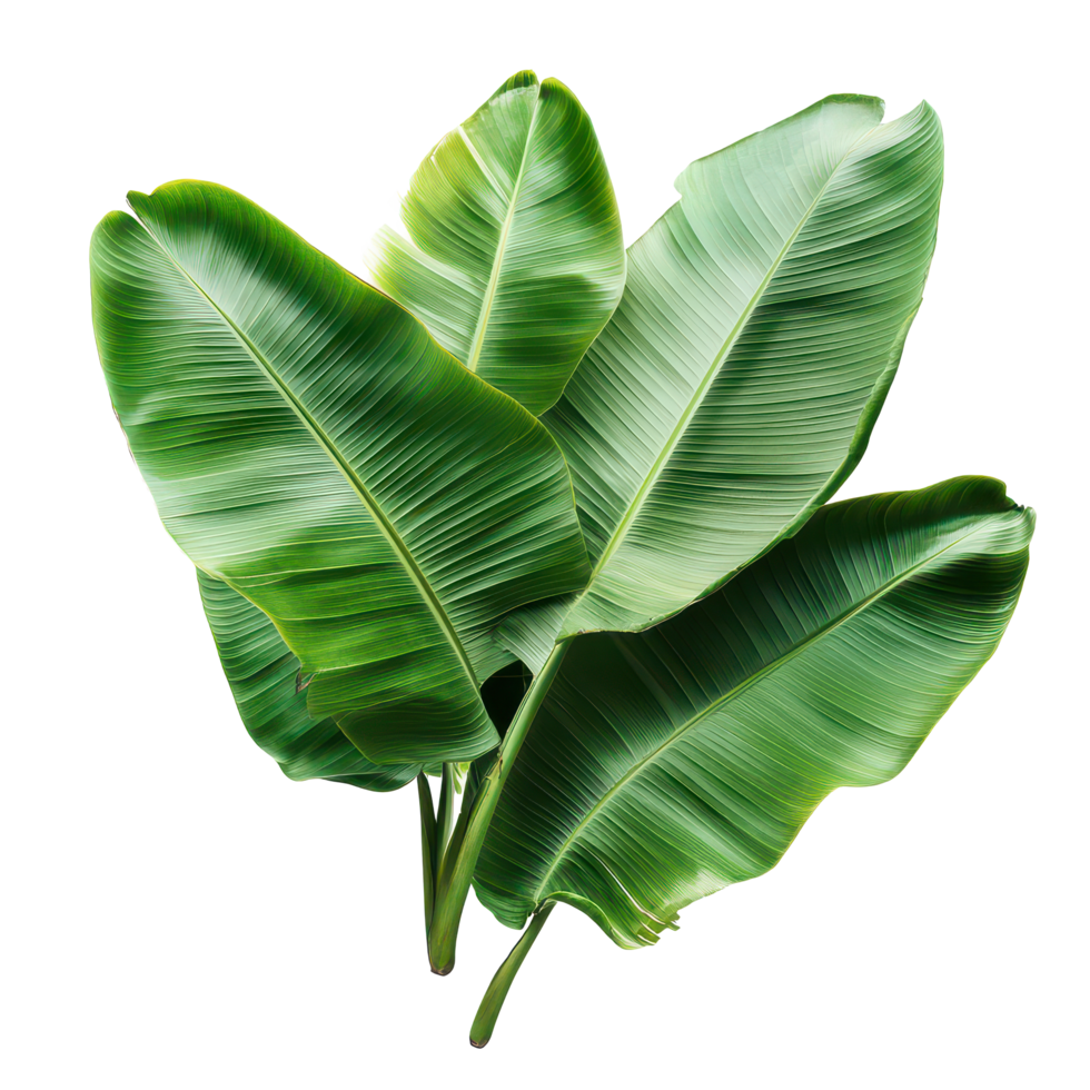 Fresh banana leaves beautifully arranged on a transparent background showcasing their vibrant green color and texture, Banana Leaves isolated on transparent background png