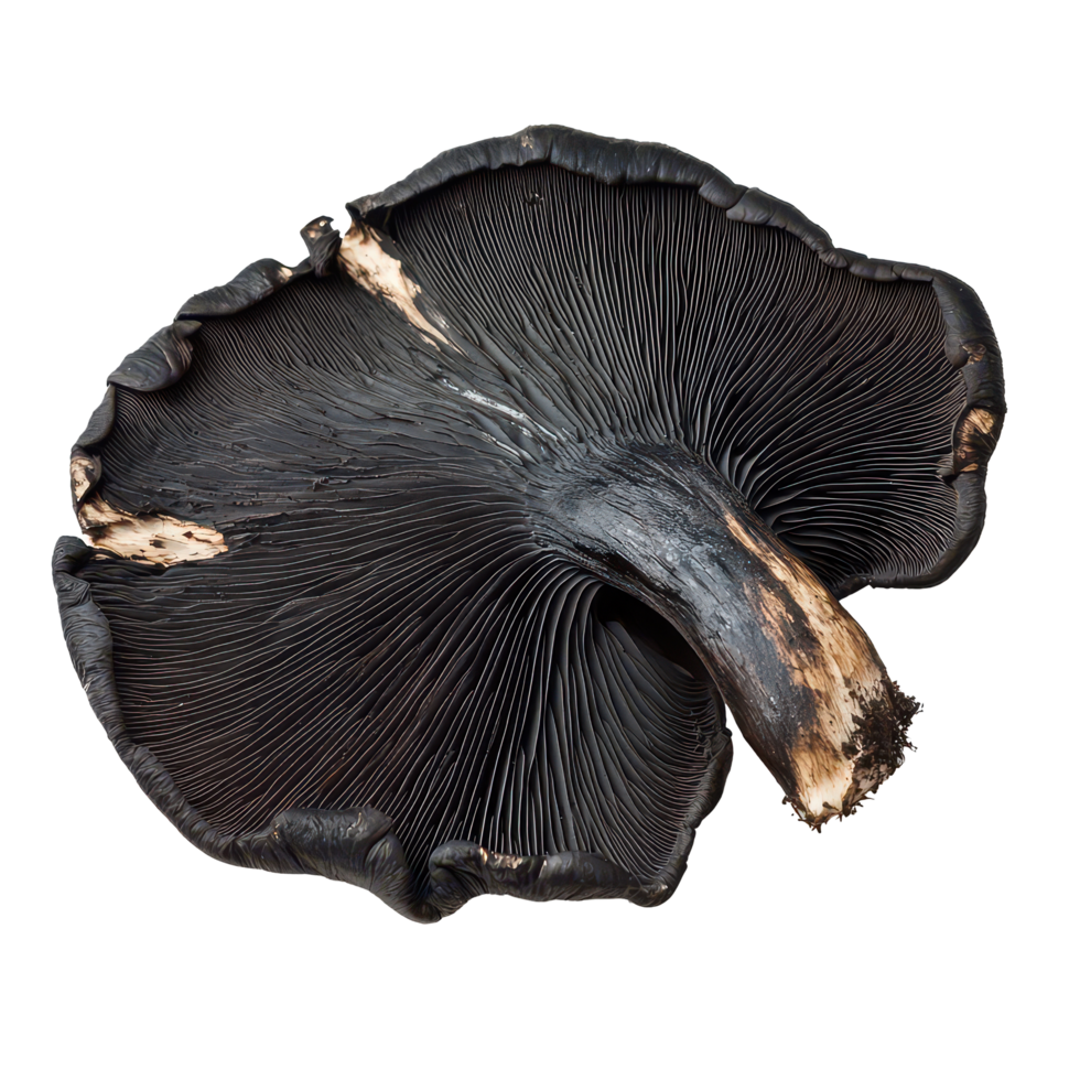 Black Galingale laid out against a crisp transparent background highlighting its unique texture and form, Black Galingale isolated on transparent background png