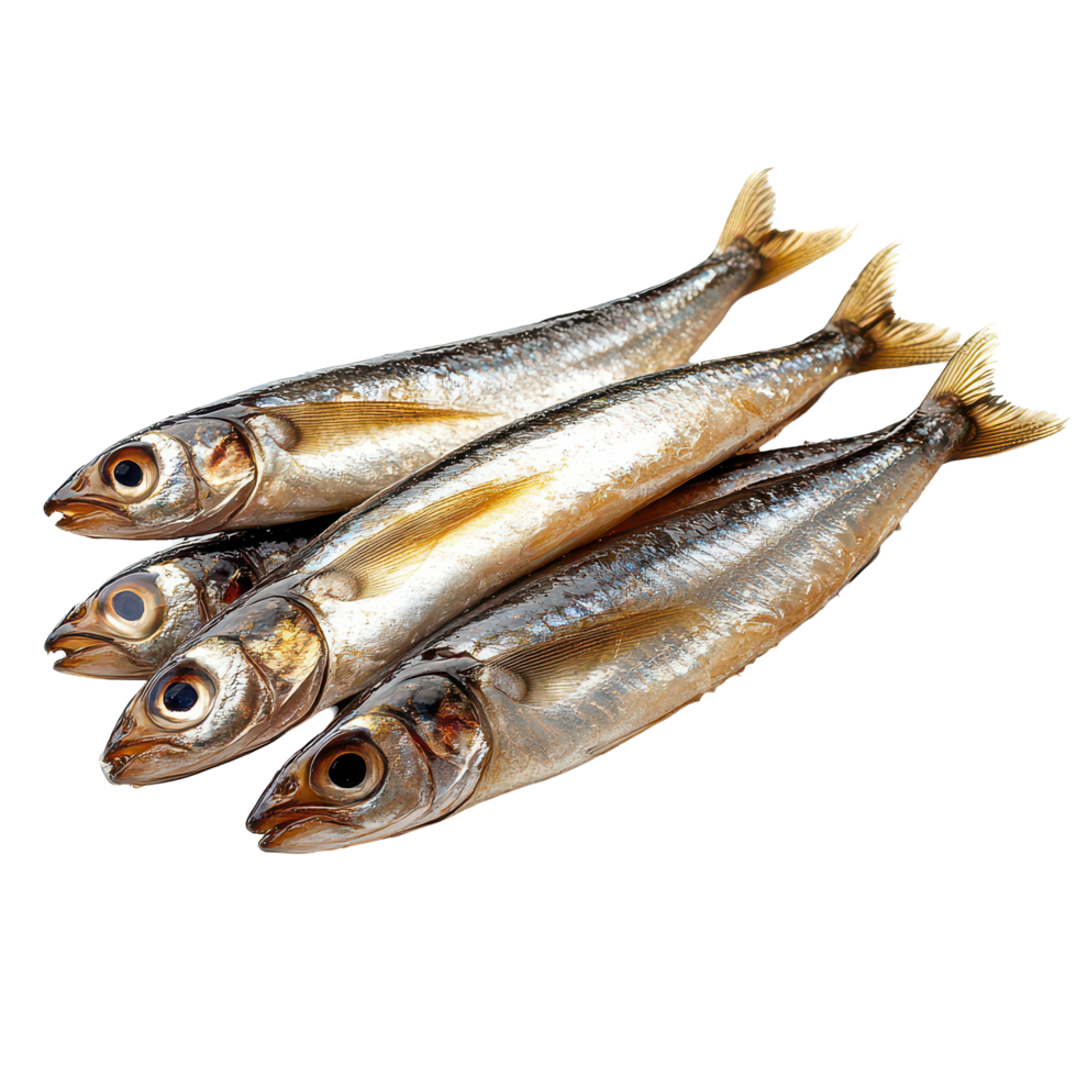 Freshly caught anchovy arranged neatly on a transparent background showcasing its shimmering body and distinct features, Anchovy isolated on transparent background png