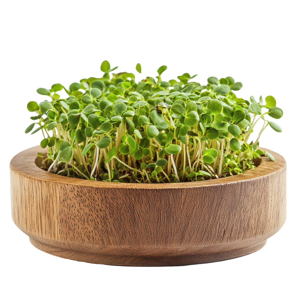 Fresh alfalfa sprouts in a rustic wooden bowl on a transparent background for healthy eating inspiration, Alfalfa Sprout in wood plateisolated on transparent background png