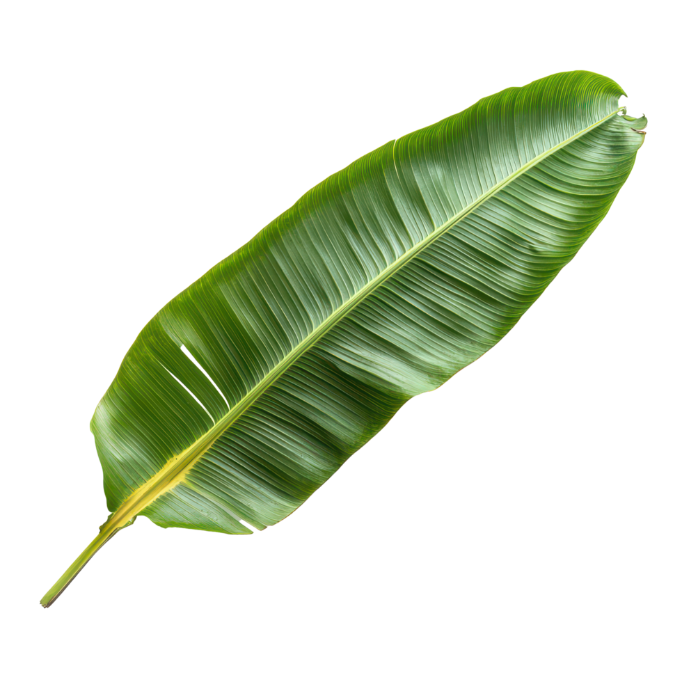 Large banana leaf isolated against a clean transparent background showcasing its vibrant green color and natural texture, Banana Leafisolated on transparent background png