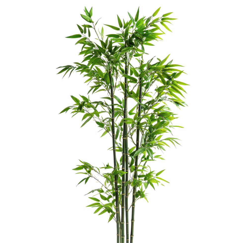 Vibrant bamboo plant towering with lush green leaves in a well-lit indoor setting, a vibrant and tall bamboo plant with lush green leaves, transparent background. png