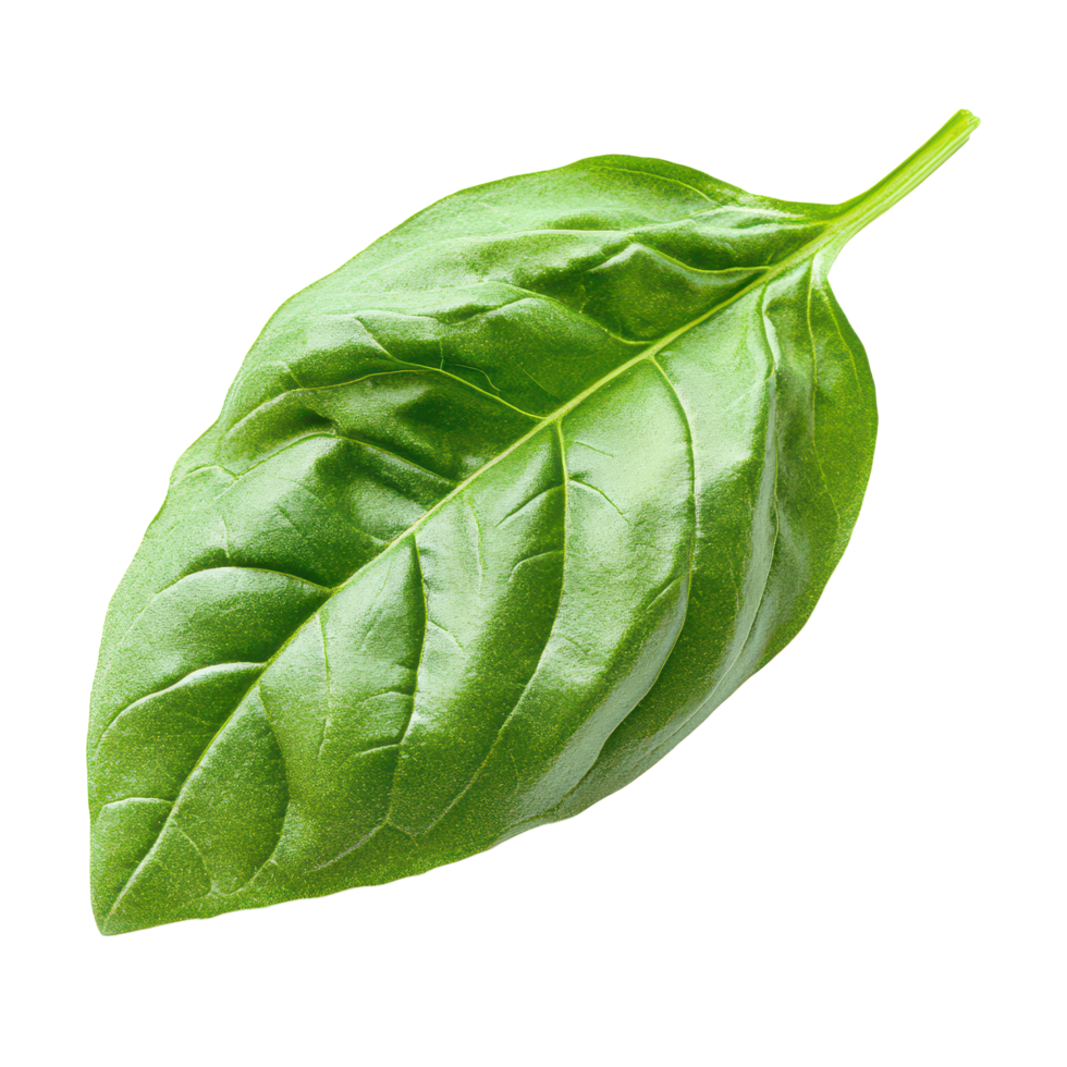 Fresh basil leaf isolated on transparent background showcasing its vibrant green color and textured surface, basil leaf isolated on transparent background png