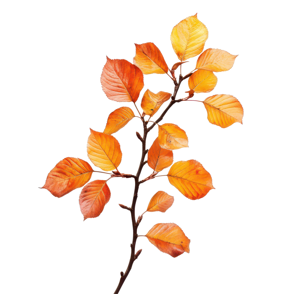 Autumn branch with vibrant orange leaves isolated on a transparent background showcasing the beauty of fall foliage, Autumnal branch isolated on transparent background png