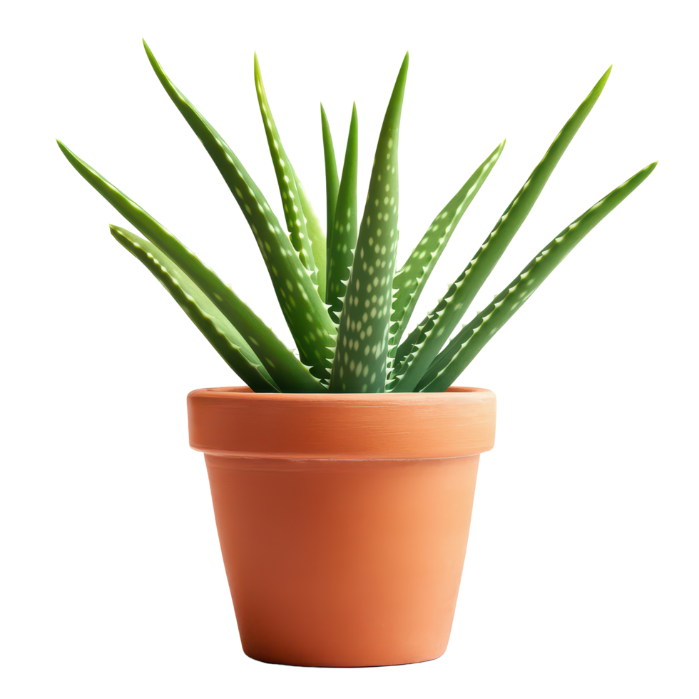 Aloe Vera plant in a terracotta pot with green leaves on a transparent background, Aloe Vera plant in terracotta pot 3isolated on transparent background png