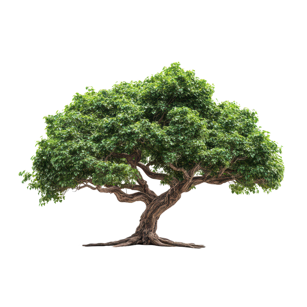 A stunning green tree with detailed branches on a pure transparent background, showcasing nature's beauty and calm, Big tree picture isolated on transparent background png
