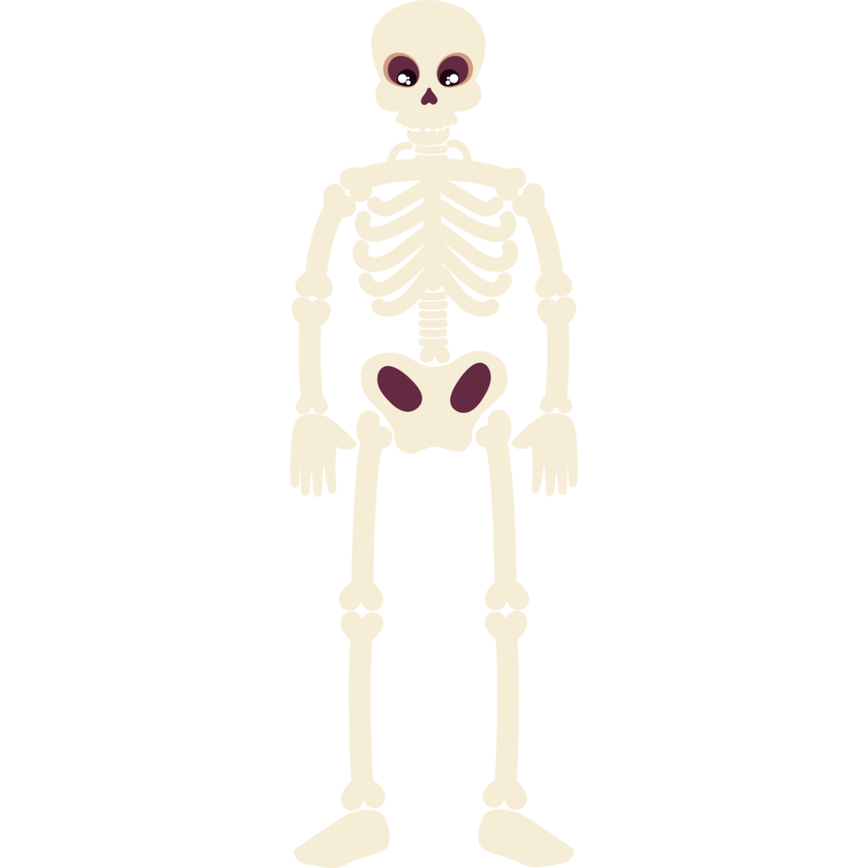 skeleton human bones png