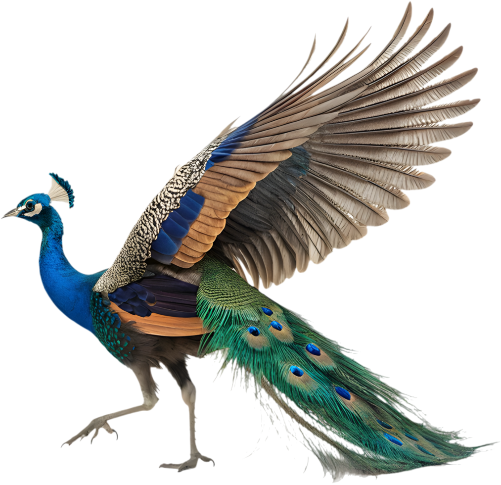 Majestic Indian Blue Peacock Sparkles with Bright Plumage. . png