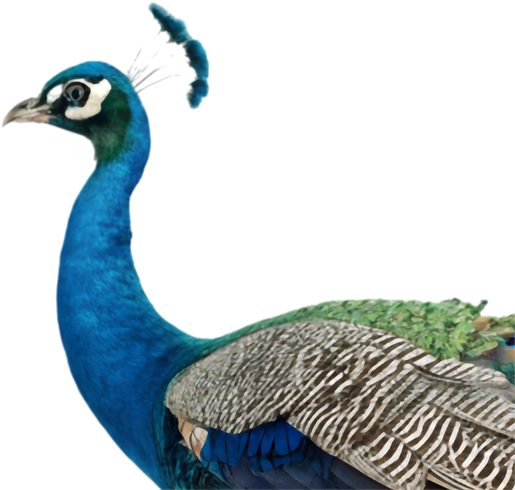 Indian Blue Peacock Dazzles with Its Majestic Plumage. . png