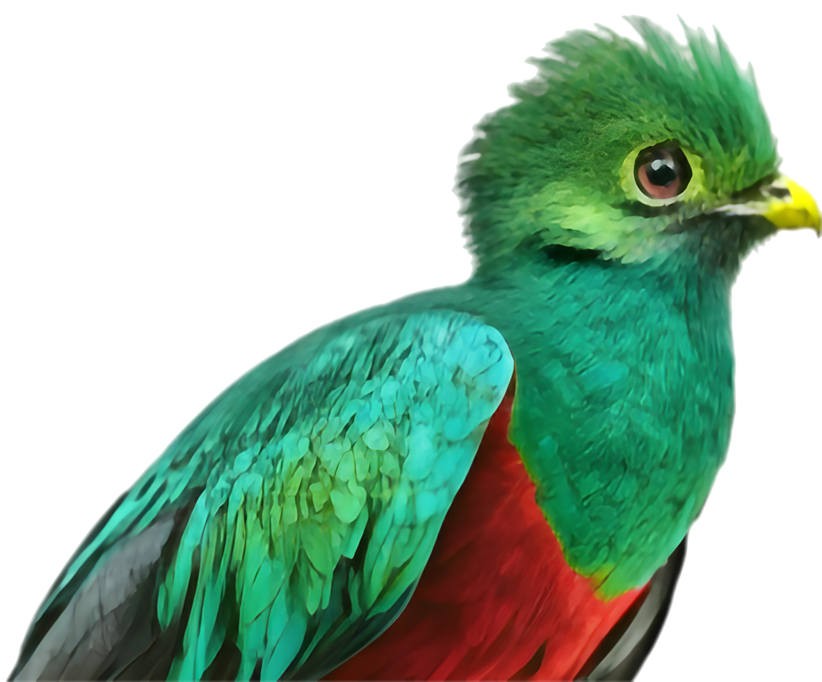 Dazzling Resplendent Quetzal Shines Brightly with Majestic Feathers. . png