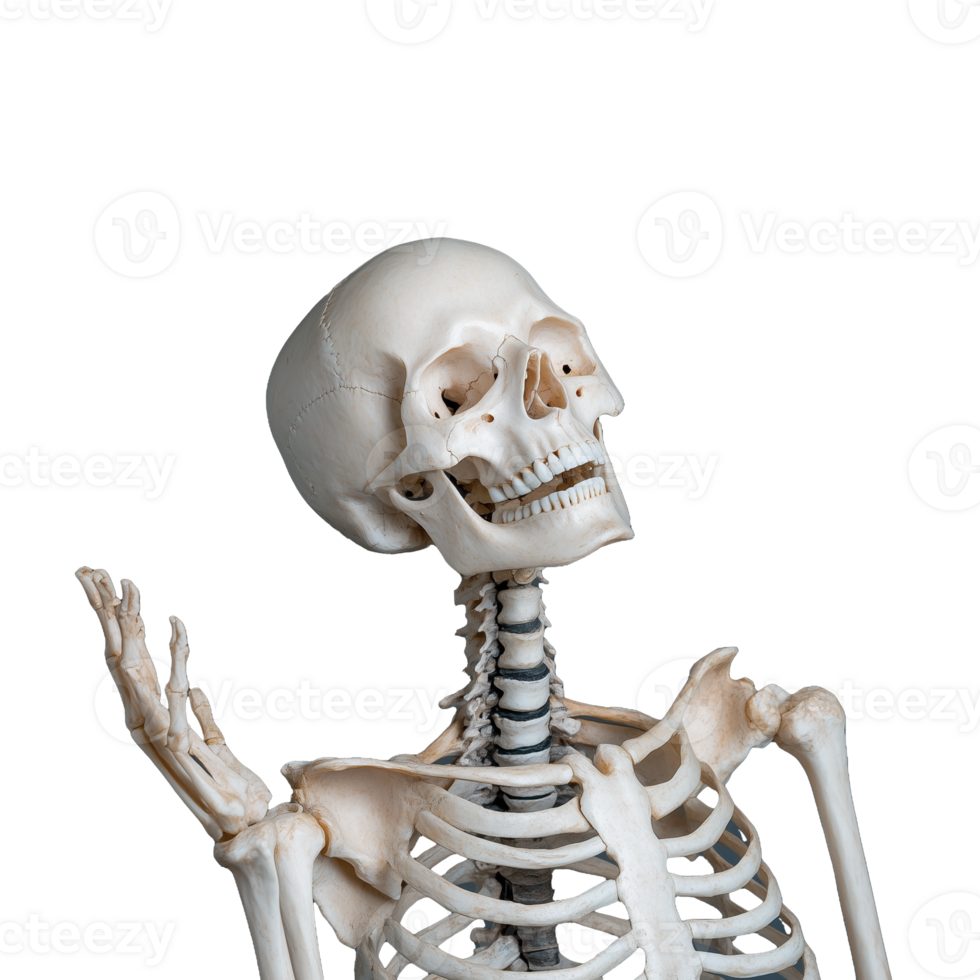 Life-like human skeleton model with transparent background for educational purposes png