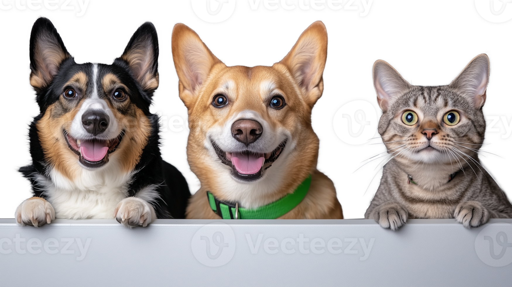 Happy Dogs and Cat Smiling Together with Transparent Background png