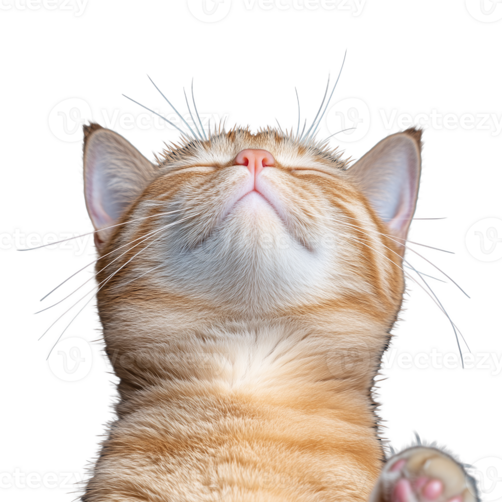 Orange tabby cat looking upward with transparent background for creative use png