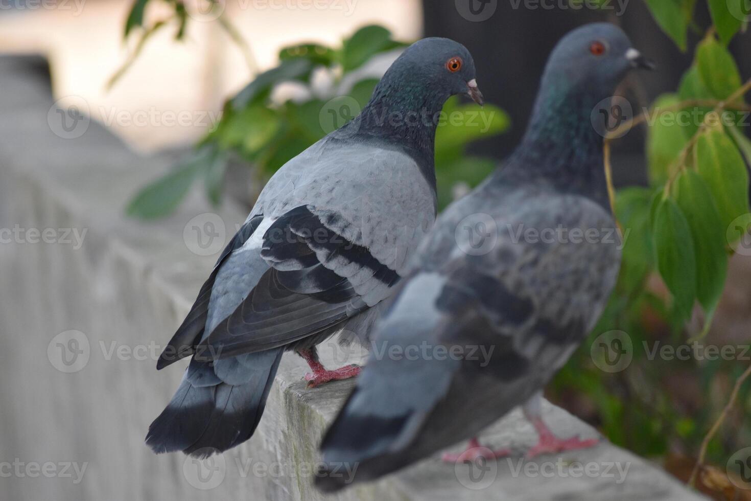 Two pigeons on the wall fence photo