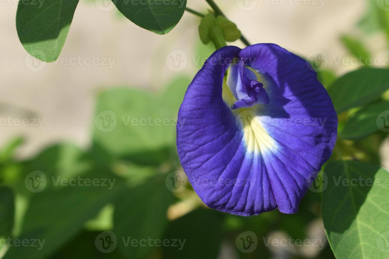A Clitoria ternatea flower photo