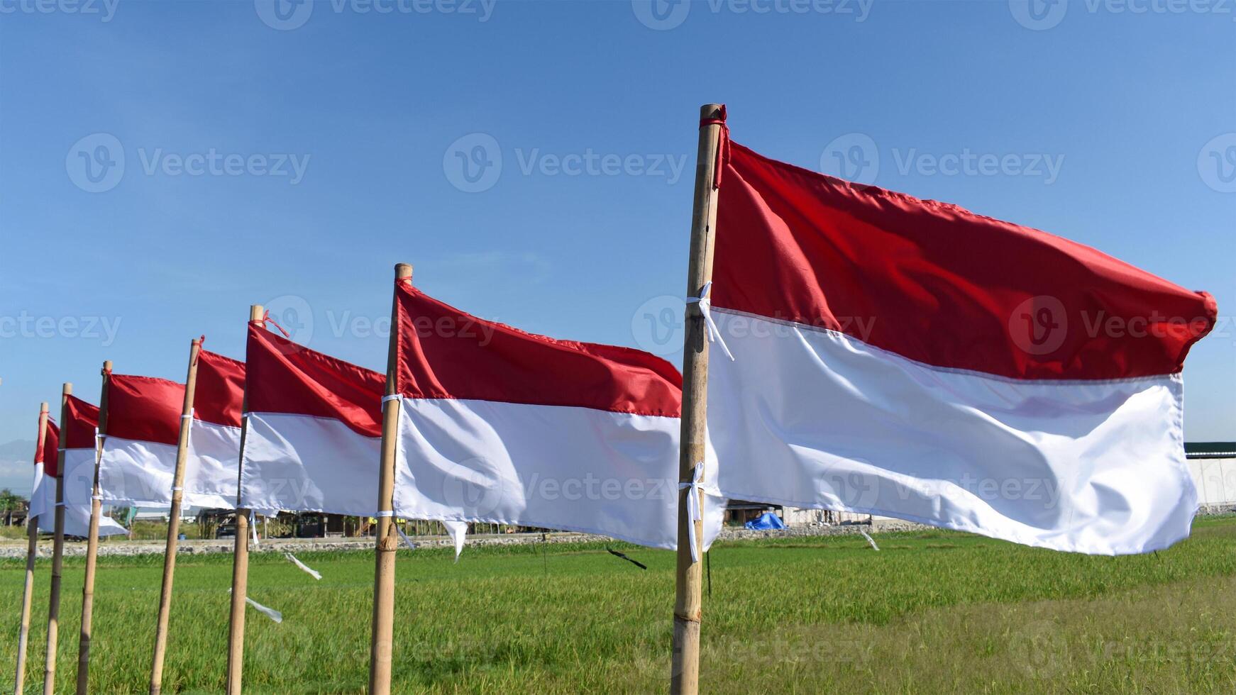 A row of Indonesian flags on bamboo poles on the side of rice field photo
