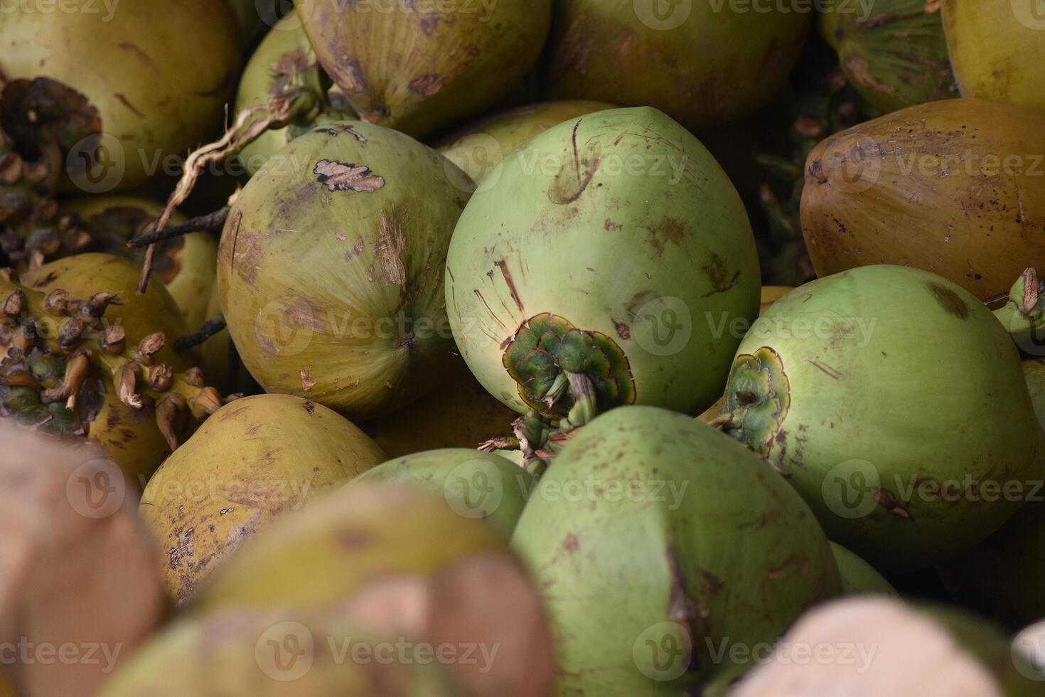 A bunch of green coconuts photo
