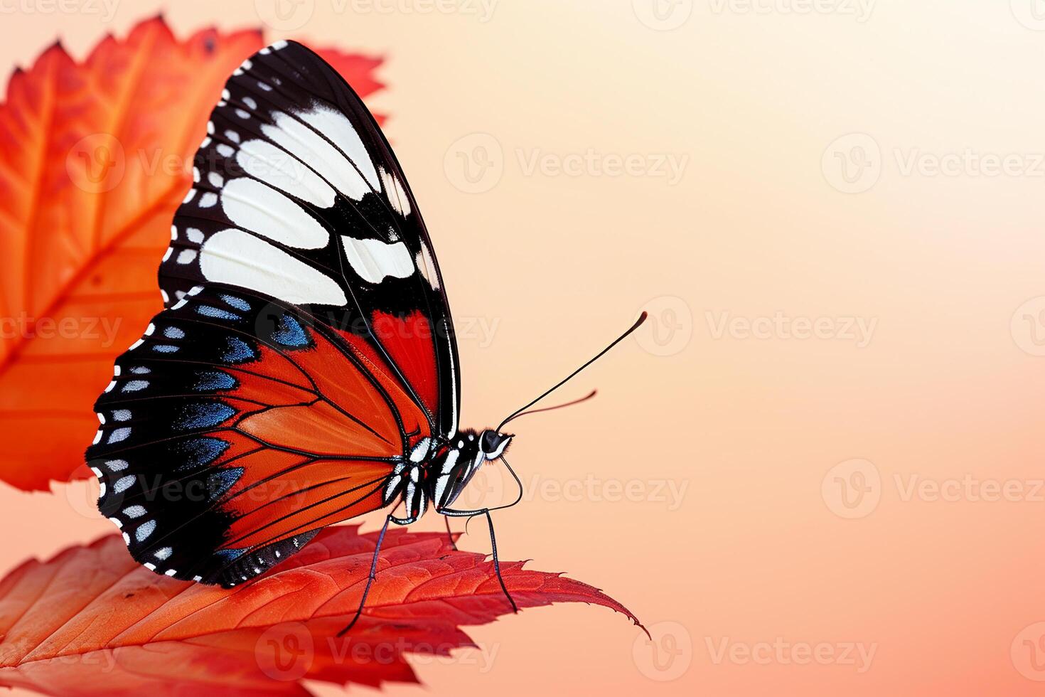 Butterfly on red leaf photo