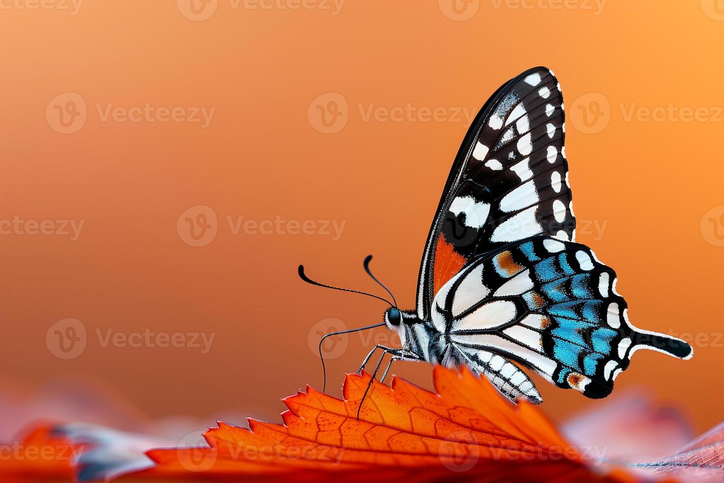 A butterfly is sitting on a leaf with orange and blue colors photo