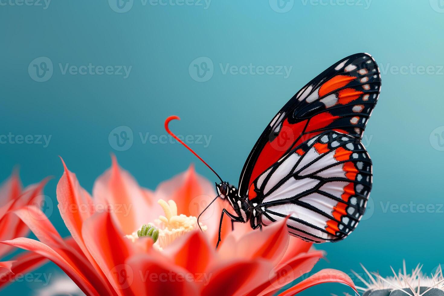 A butterfly is sitting on a flower with a cactus in the background photo