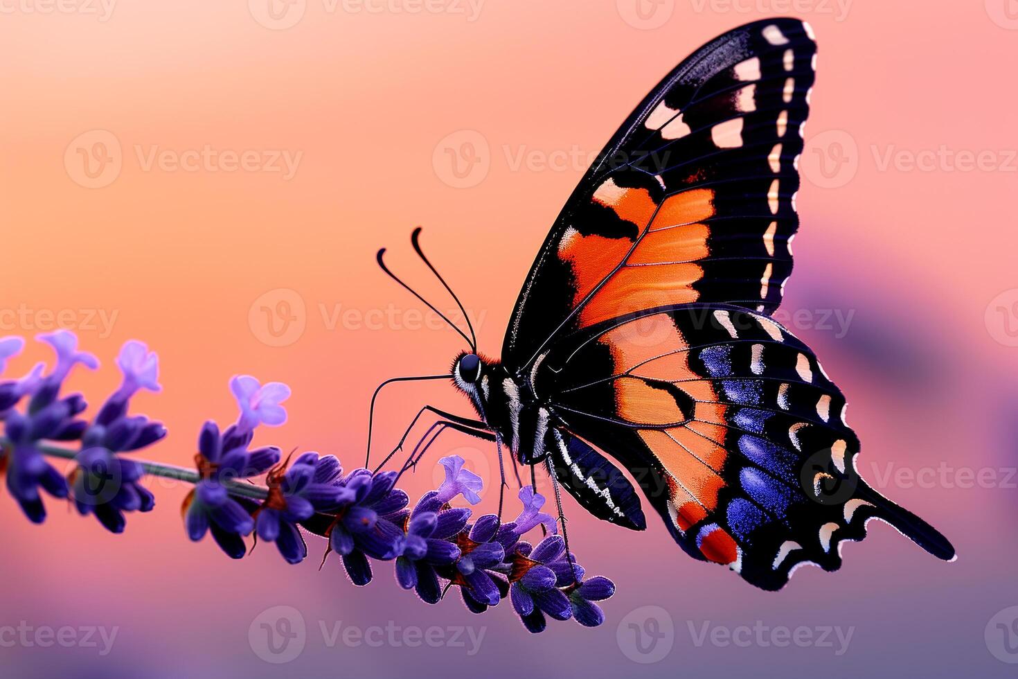 A butterfly is sitting on a purple flower photo