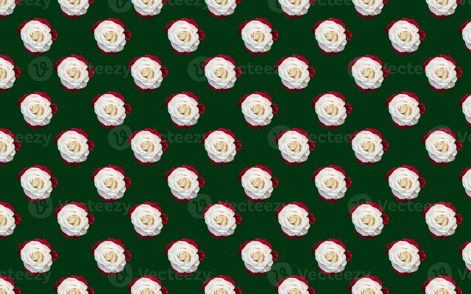 Beautiful white rose flowers. Blooming roses seamless pattern. Floral natural background. photo