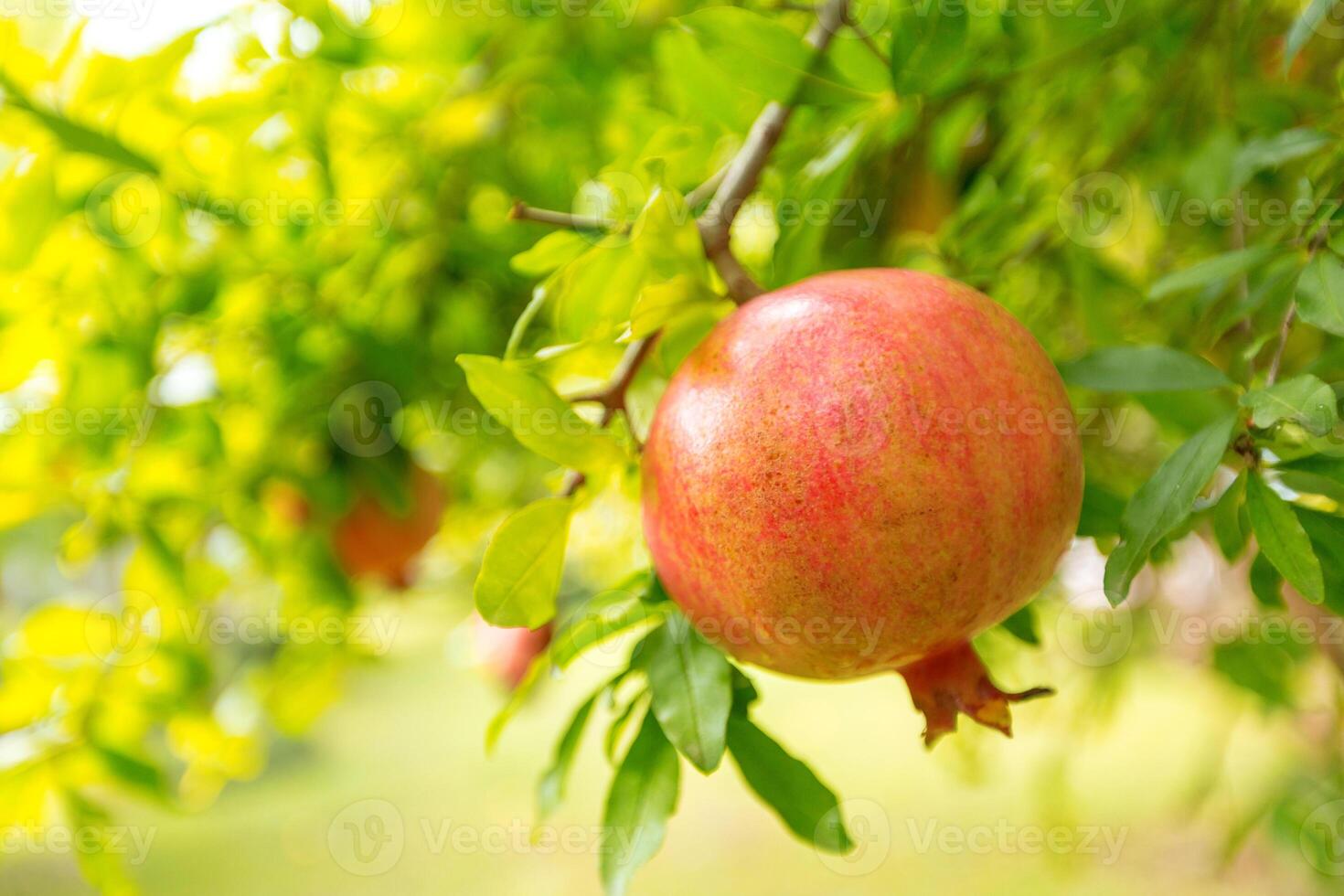 ripe pomegranate on the tree photo