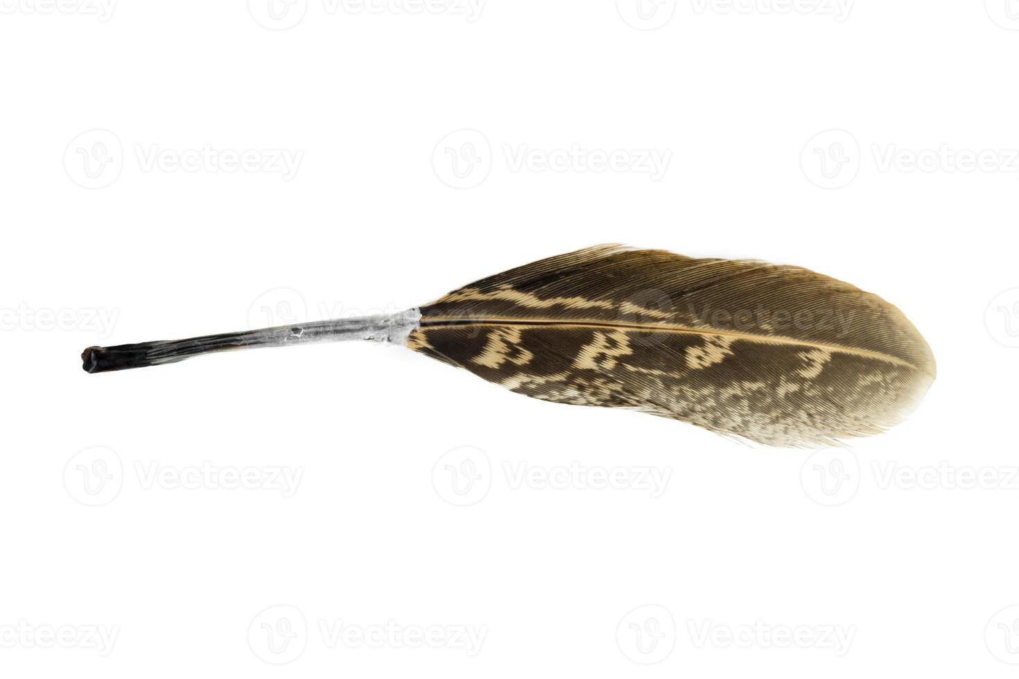 bird feather isolated on white background photo