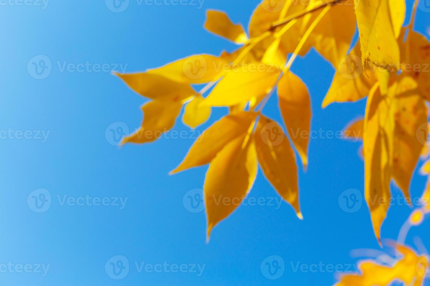 Tree with yellow leaves in sunset photo
