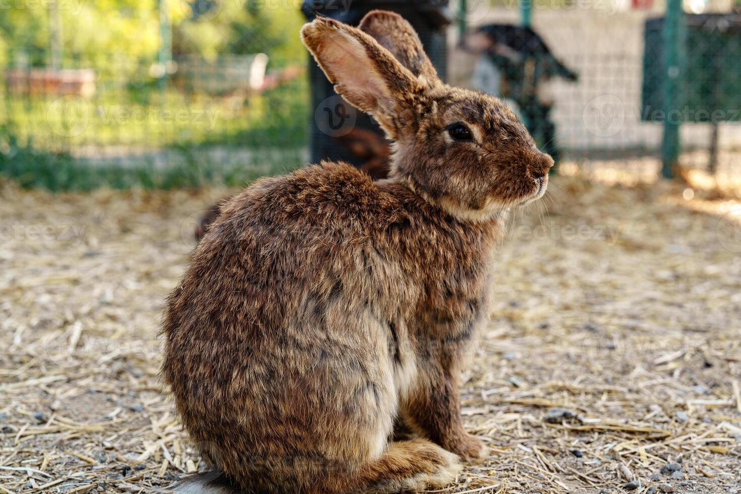 A brown rabbit sitting calmly on a sunny day at a farm photo