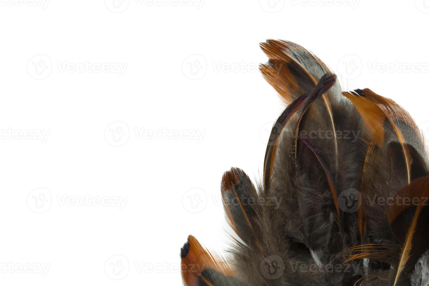 bird feather isolated on white background photo
